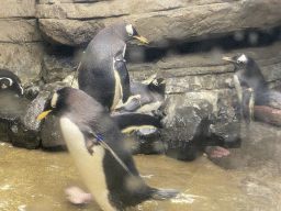 Gentoo Penguins at the Falklands section at the Oceanium at the Diergaarde Blijdorp zoo