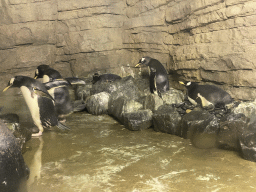 Gentoo Penguins at the Falklands section at the Oceanium at the Diergaarde Blijdorp zoo