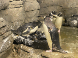 Gentoo Penguins at the Falklands section at the Oceanium at the Diergaarde Blijdorp zoo