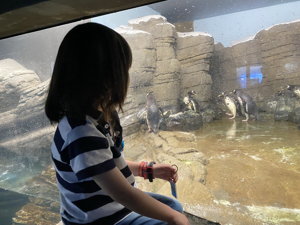 Max with Gentoo Penguins at the Falklands section at the Oceanium at the Diergaarde Blijdorp zoo