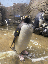 Gentoo Penguins at the Falklands section at the Oceanium at the Diergaarde Blijdorp zoo