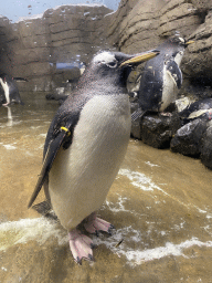 Gentoo Penguins at the Falklands section at the Oceanium at the Diergaarde Blijdorp zoo