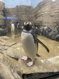 Gentoo Penguins at the Falklands section at the Oceanium at the Diergaarde Blijdorp zoo