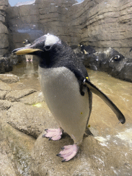 Gentoo Penguins at the Falklands section at the Oceanium at the Diergaarde Blijdorp zoo