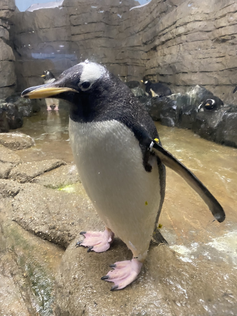 Gentoo Penguins at the Falklands section at the Oceanium at the Diergaarde Blijdorp zoo