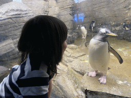 Max with Gentoo Penguins at the Falklands section at the Oceanium at the Diergaarde Blijdorp zoo