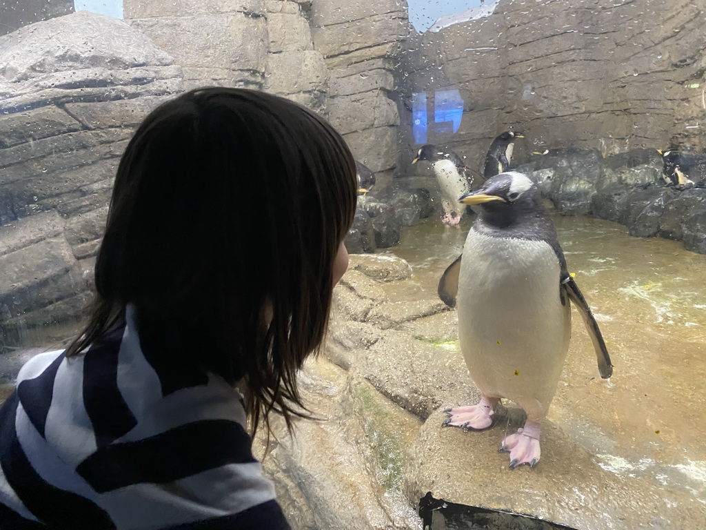 Max with Gentoo Penguins at the Falklands section at the Oceanium at the Diergaarde Blijdorp zoo