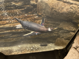 Gentoo Penguin under water at the Falklands section at the Oceanium at the Diergaarde Blijdorp zoo