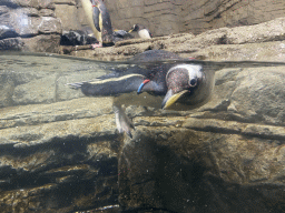 Gentoo Penguin under water at the Falklands section at the Oceanium at the Diergaarde Blijdorp zoo