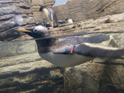 Gentoo Penguin under water at the Falklands section at the Oceanium at the Diergaarde Blijdorp zoo