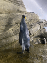 King Penguin at the Falklands section at the Oceanium at the Diergaarde Blijdorp zoo