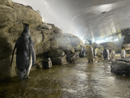 King Penguins at the Falklands section at the Oceanium at the Diergaarde Blijdorp zoo