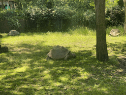 Galapagos Tortoises at the Galapagos section at the Oceanium at the Diergaarde Blijdorp zoo