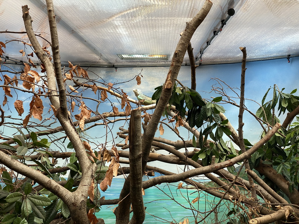 Lizard at the Nature Conservation Center at the Oceanium at the Diergaarde Blijdorp zoo