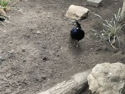 Palawan Peacock-pheasant at the Nature Conservation Center at the Oceanium at the Diergaarde Blijdorp zoo