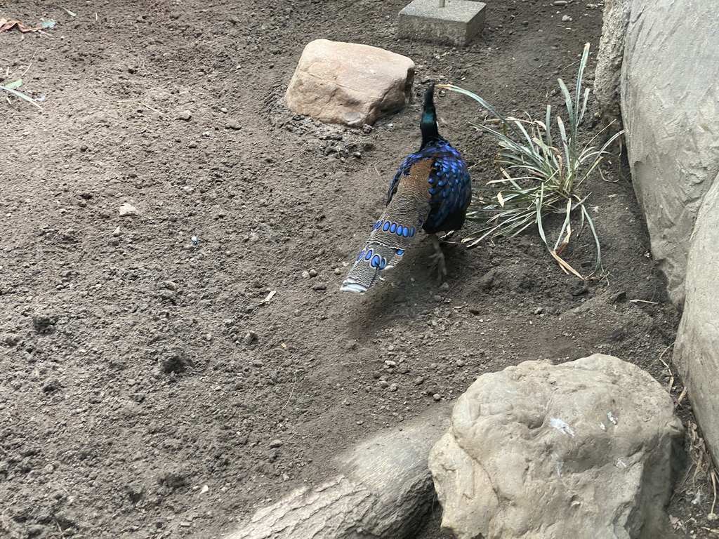 Palawan Peacock-pheasant at the Nature Conservation Center at the Oceanium at the Diergaarde Blijdorp zoo