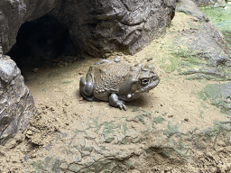 Colorado River Toad at the Nature Conservation Center at the Oceanium at the Diergaarde Blijdorp zoo