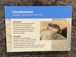 Explanation on the Colorado River Toad at the Nature Conservation Center at the Oceanium at the Diergaarde Blijdorp zoo