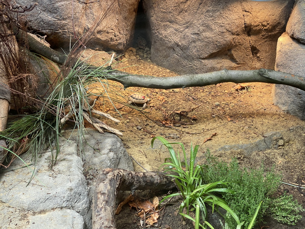 Common Spider Tortoise at the Nature Conservation Center at the Oceanium at the Diergaarde Blijdorp zoo