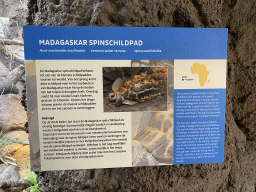 Explanation on the Common Spider Tortoise at the Nature Conservation Center at the Oceanium at the Diergaarde Blijdorp zoo