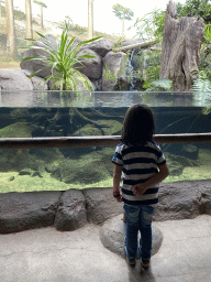 Max looking at fishes at the Nature Conservation Center at the Oceanium at the Diergaarde Blijdorp zoo
