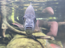 Fish at the Nature Conservation Center at the Oceanium at the Diergaarde Blijdorp zoo