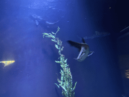 Sharks at the Oceanium at the Diergaarde Blijdorp zoo