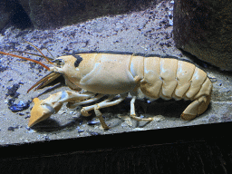 Chimeric Lobster at the Oceanium at the Diergaarde Blijdorp zoo