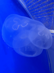 Jellyfishes at the Oceanium at the Diergaarde Blijdorp zoo