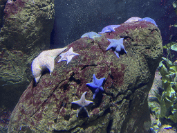 Starfishes at the Oceanium at the Diergaarde Blijdorp zoo