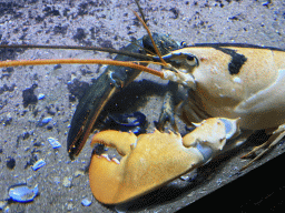 Chimeric Lobster at the Oceanium at the Diergaarde Blijdorp zoo