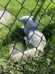 Arctic Fox at the North America area at the Diergaarde Blijdorp zoo
