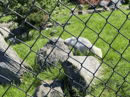 Arctic Fox at the North America area at the Diergaarde Blijdorp zoo