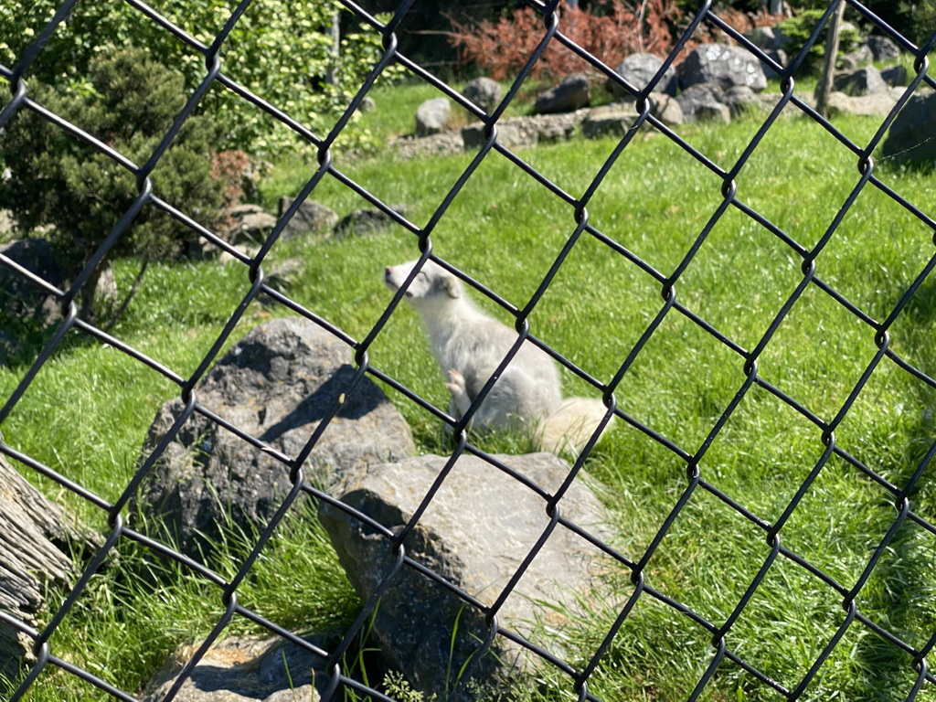 Arctic Fox at the North America area at the Diergaarde Blijdorp zoo