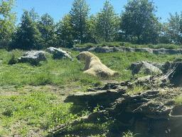 Polar Bear at the North America area at the Diergaarde Blijdorp zoo