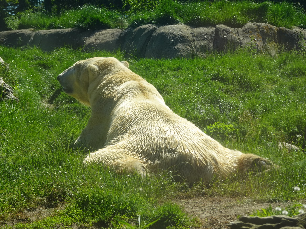 Polar Bear at the North America area at the Diergaarde Blijdorp zoo