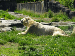 Polar Bear at the North America area at the Diergaarde Blijdorp zoo