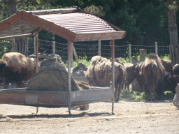 American Bisons at the North America area at the Diergaarde Blijdorp zoo