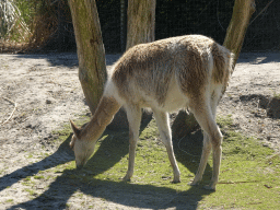 Vicuña at the South America area at the Diergaarde Blijdorp zoo
