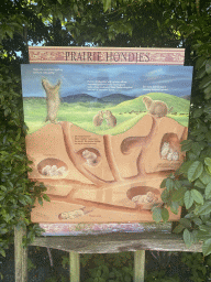 Information on Prairie Dogs at the North America area at the Diergaarde Blijdorp zoo