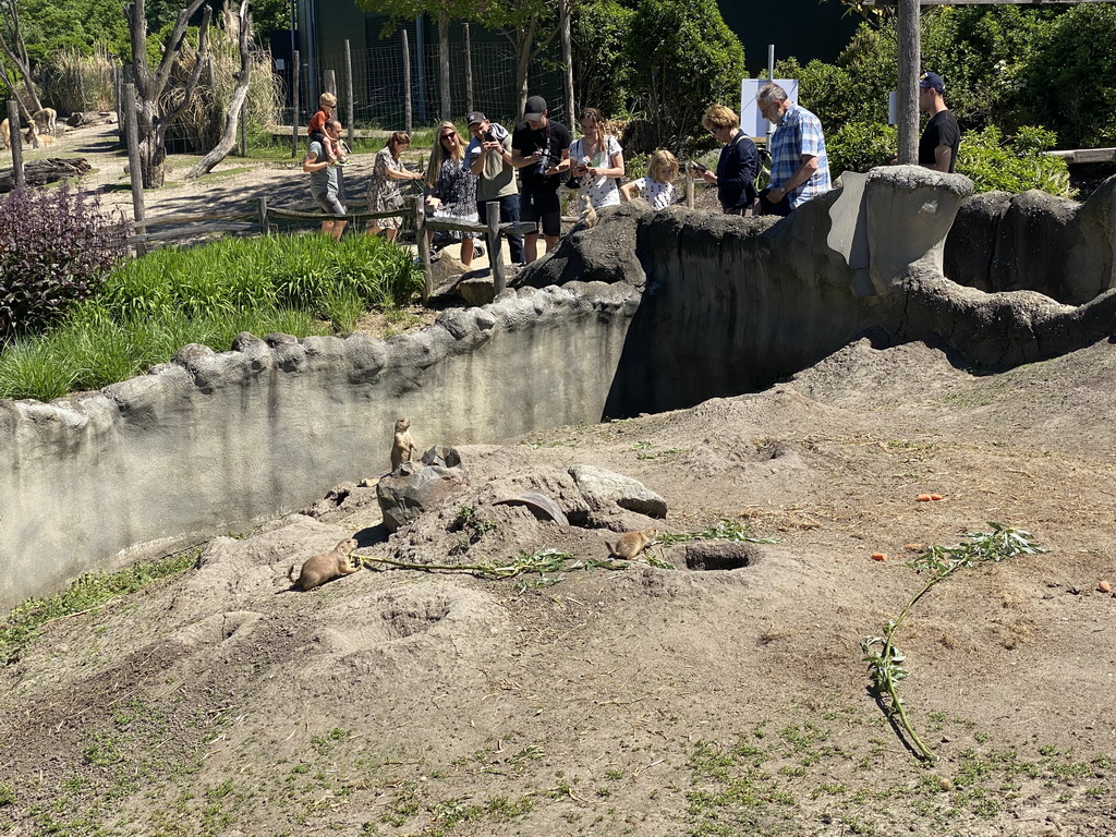 Prairie Dogs at the North America area at the Diergaarde Blijdorp zoo