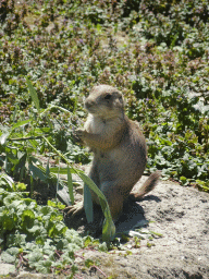 Prairie Dog at the North America area at the Diergaarde Blijdorp zoo