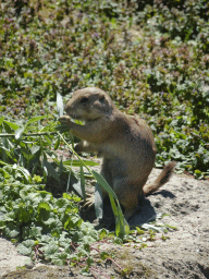 Prairie Dog at the North America area at the Diergaarde Blijdorp zoo