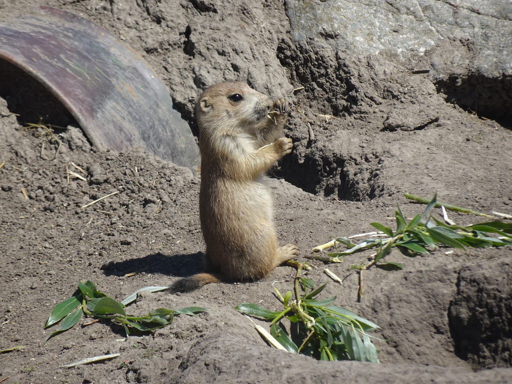 Prairie Dog at the North America area at the Diergaarde Blijdorp zoo