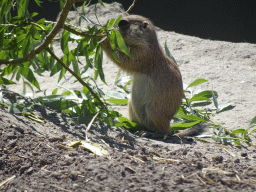 Prairie Dog at the North America area at the Diergaarde Blijdorp zoo