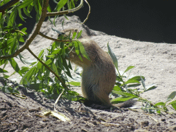 Prairie Dog at the North America area at the Diergaarde Blijdorp zoo