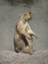 Prairie Dog at the North America area at the Diergaarde Blijdorp zoo