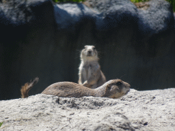 Prairie Dogs at the North America area at the Diergaarde Blijdorp zoo