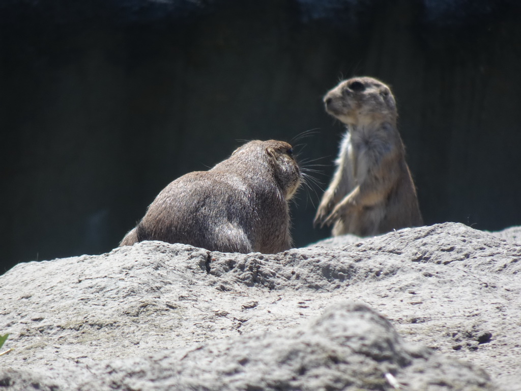 Prairie Dogs at the North America area at the Diergaarde Blijdorp zoo