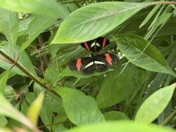 Butterflies in the Amazonica building at the South America area at the Diergaarde Blijdorp zoo